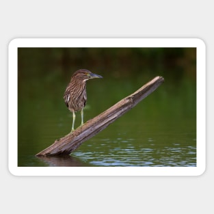 Juvenile Night Heron Sticker